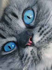 Preview wallpaper cat, muzzle, blue-eyed, fluffy