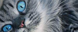 Preview wallpaper cat, muzzle, blue-eyed, fluffy