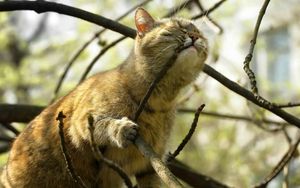 Preview wallpaper cat, muzzle, branch, bite, climb