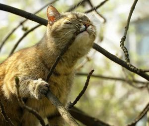 Preview wallpaper cat, muzzle, branch, bite, climb