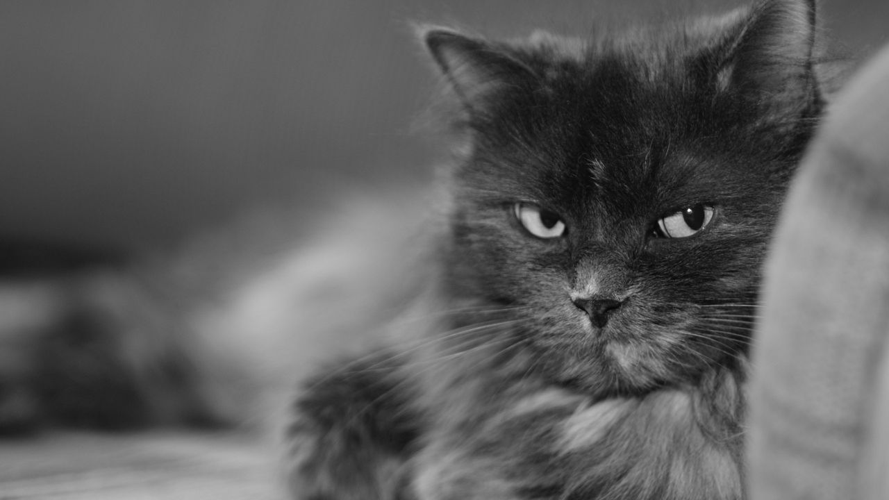 Wallpaper cat, muzzle, bushy, black white, large