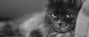 Preview wallpaper cat, muzzle, bushy, black white, large