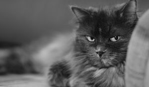 Preview wallpaper cat, muzzle, bushy, black white, large