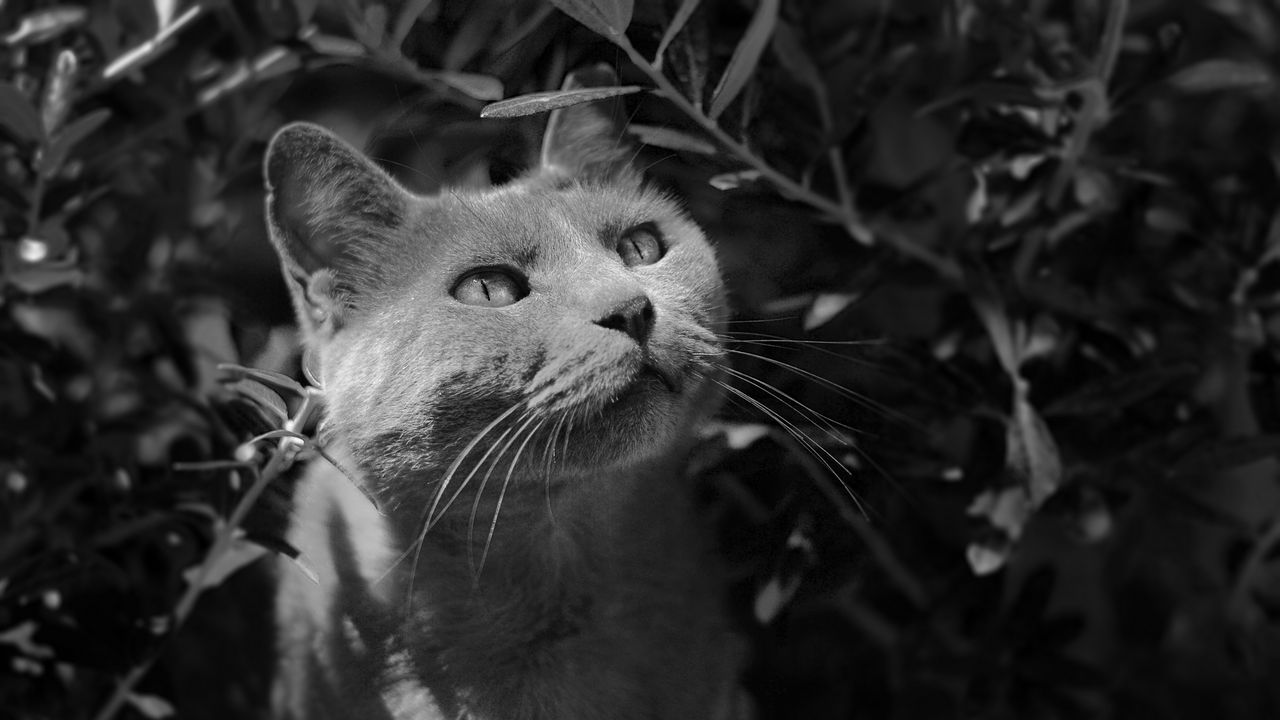 Wallpaper cat, muzzle, bw, gray