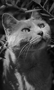 Preview wallpaper cat, muzzle, bw, gray