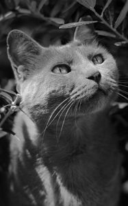 Preview wallpaper cat, muzzle, bw, gray