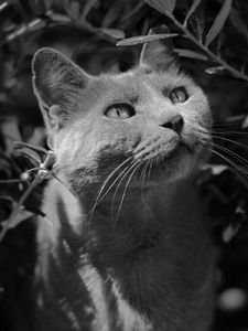 Preview wallpaper cat, muzzle, bw, gray