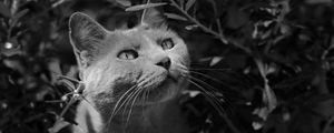 Preview wallpaper cat, muzzle, bw, gray