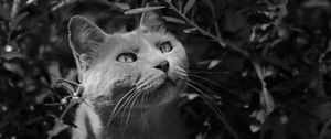 Preview wallpaper cat, muzzle, bw, gray