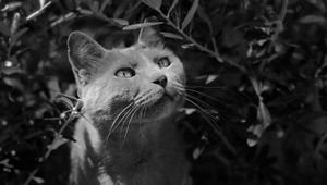 Preview wallpaper cat, muzzle, bw, gray