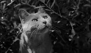 Preview wallpaper cat, muzzle, bw, gray