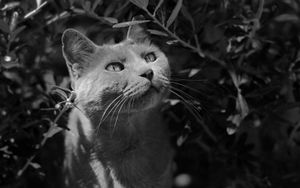 Preview wallpaper cat, muzzle, bw, gray