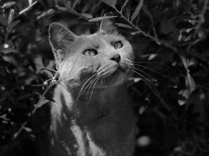 Preview wallpaper cat, muzzle, bw, gray
