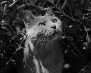Preview wallpaper cat, muzzle, bw, gray