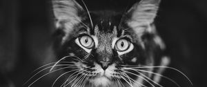 Preview wallpaper cat, muzzle, bw, fluffy, mustache