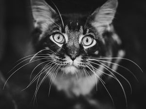 Preview wallpaper cat, muzzle, bw, fluffy, mustache