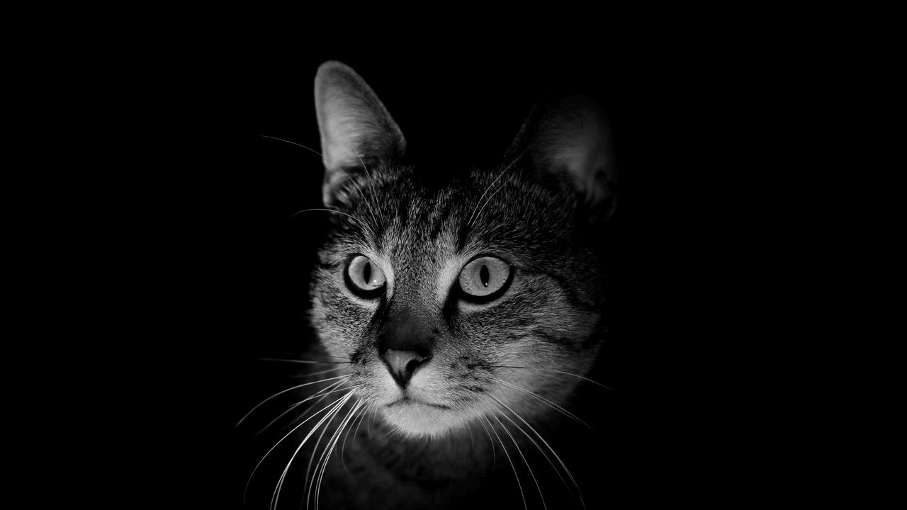 Wallpaper cat, muzzle, bw, dark
