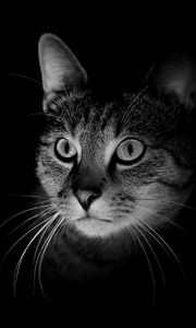 Preview wallpaper cat, muzzle, bw, dark