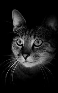 Preview wallpaper cat, muzzle, bw, dark