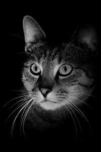 Preview wallpaper cat, muzzle, bw, dark