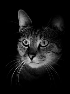 Preview wallpaper cat, muzzle, bw, dark