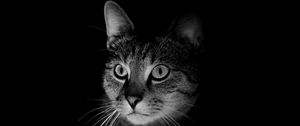 Preview wallpaper cat, muzzle, bw, dark