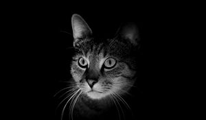 Preview wallpaper cat, muzzle, bw, dark