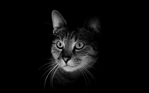 Preview wallpaper cat, muzzle, bw, dark