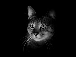 Preview wallpaper cat, muzzle, bw, dark