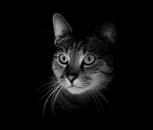 Preview wallpaper cat, muzzle, bw, dark