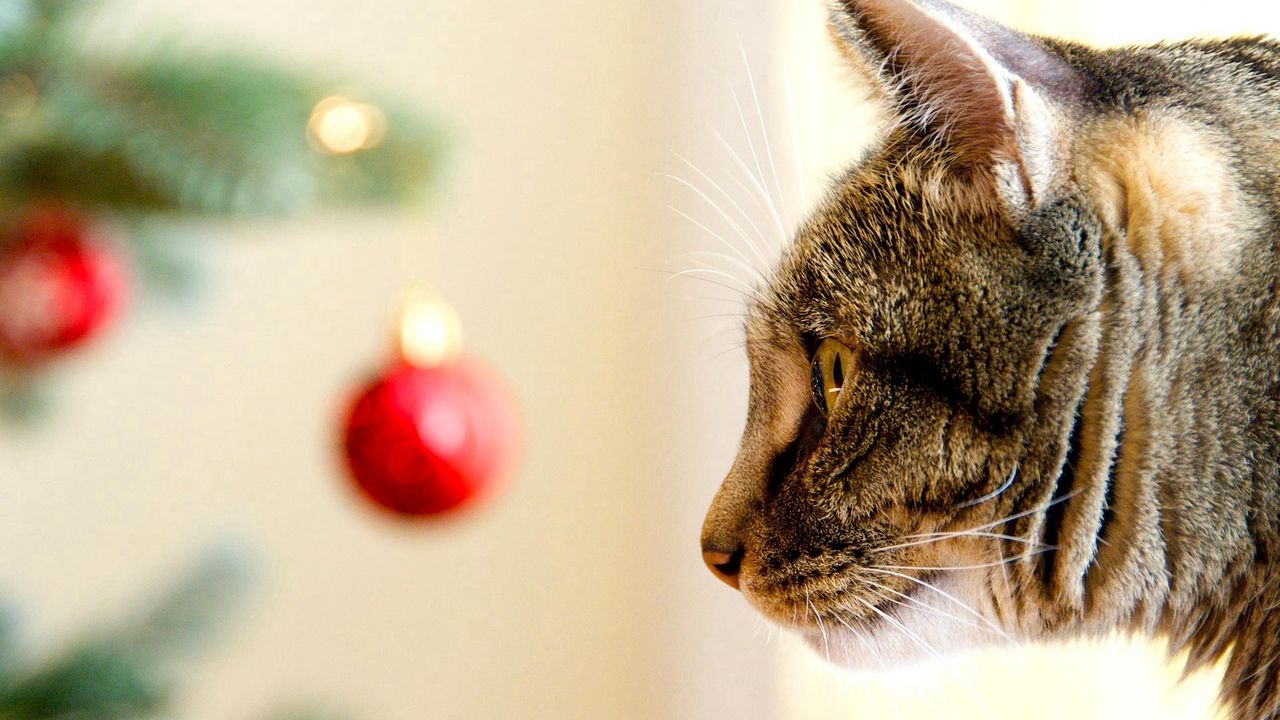 Wallpaper cat, muzzle, care, christmas toys, view, profile