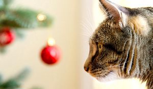 Preview wallpaper cat, muzzle, care, christmas toys, view, profile
