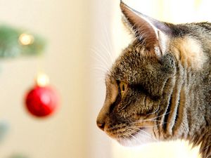 Preview wallpaper cat, muzzle, care, christmas toys, view, profile