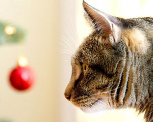 Preview wallpaper cat, muzzle, care, christmas toys, view, profile