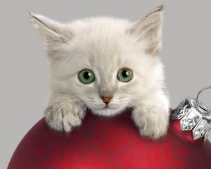 Preview wallpaper cat, muzzle, christmas decorations, curiosity