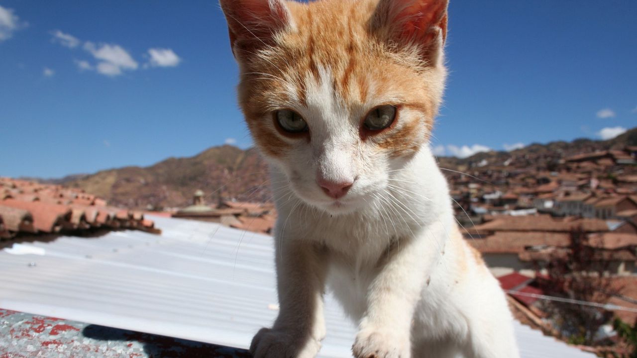Wallpaper cat, muzzle, climb, sunlight, spotted