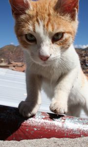 Preview wallpaper cat, muzzle, climb, sunlight, spotted