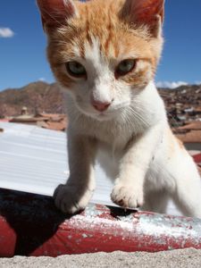 Preview wallpaper cat, muzzle, climb, sunlight, spotted