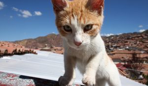 Preview wallpaper cat, muzzle, climb, sunlight, spotted