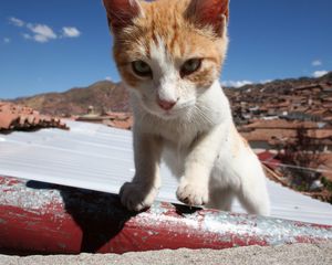 Preview wallpaper cat, muzzle, climb, sunlight, spotted