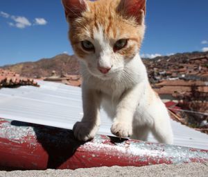 Preview wallpaper cat, muzzle, climb, sunlight, spotted