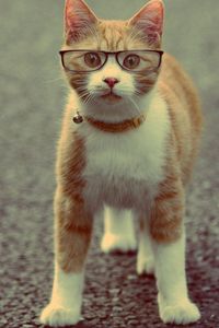 Preview wallpaper cat, muzzle, collar, glasses