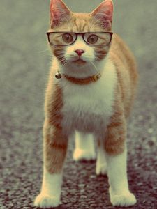 Preview wallpaper cat, muzzle, collar, glasses