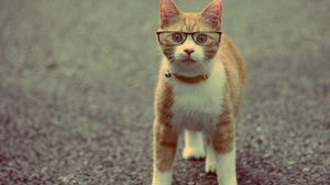 Preview wallpaper cat, muzzle, collar, glasses