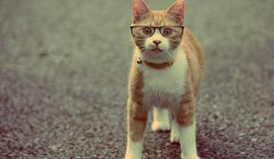 Preview wallpaper cat, muzzle, collar, glasses