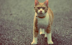 Preview wallpaper cat, muzzle, collar, glasses