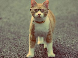 Preview wallpaper cat, muzzle, collar, glasses