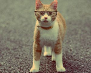 Preview wallpaper cat, muzzle, collar, glasses