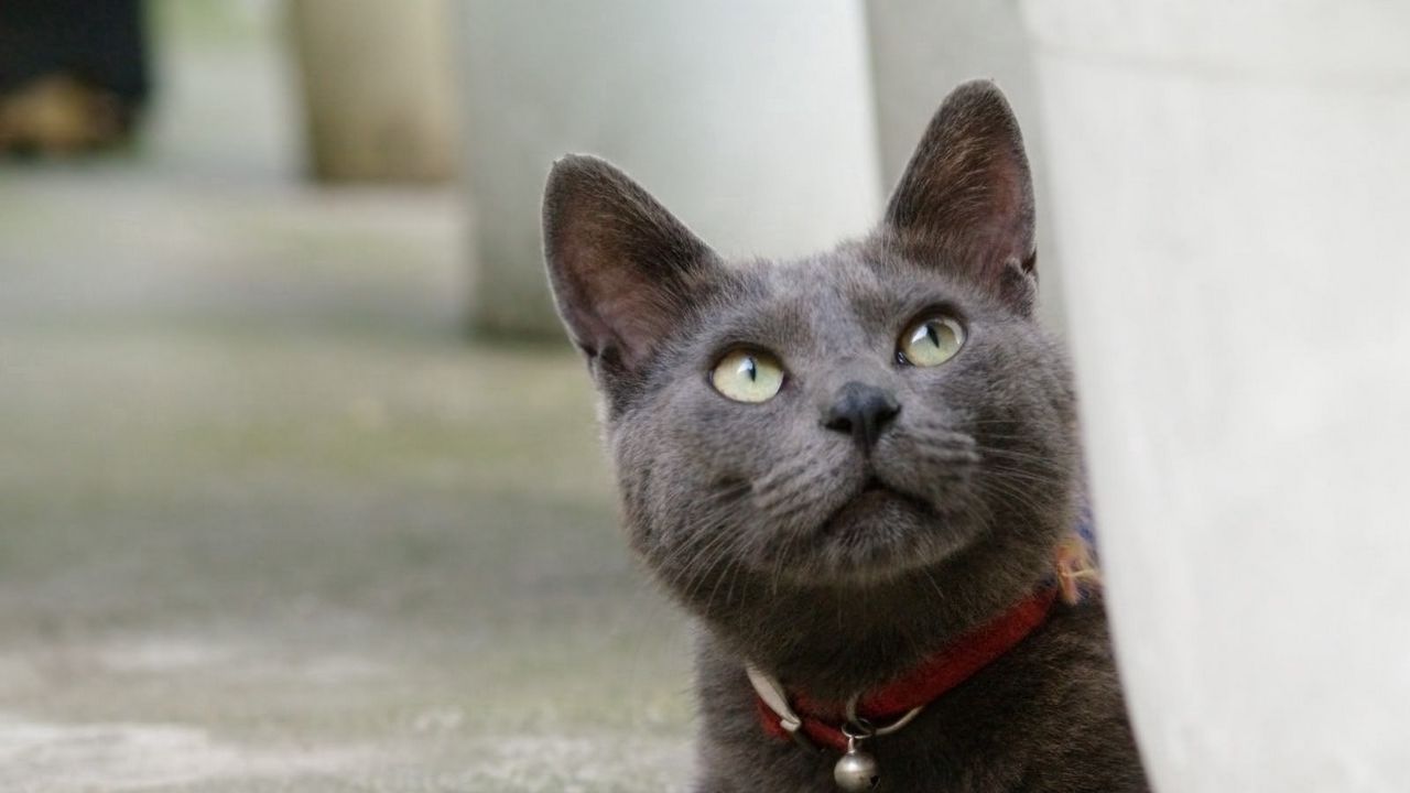 Wallpaper cat, muzzle, collar