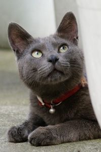 Preview wallpaper cat, muzzle, collar